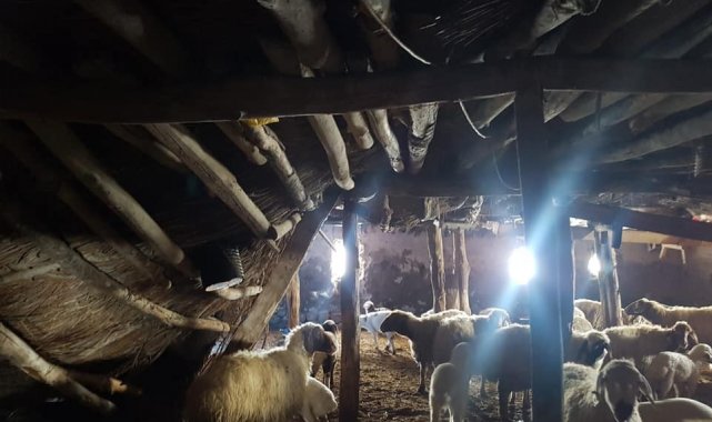 Karaman'da karın ağırlığına dayanamayan ağılının çatısı çöktü