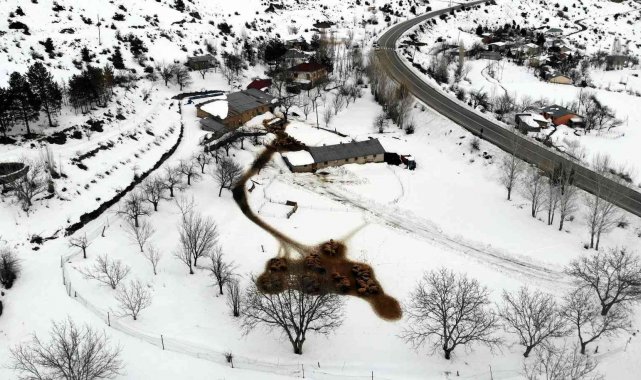 Karınları doyan süt kuzularının ahırda neşeli halleri renkli görüntü oluşturdu