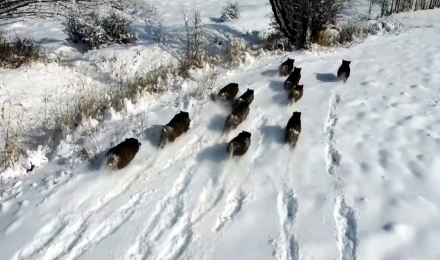Karlı arazide ilerleyen domuz sürüsü havadan görüntülendi