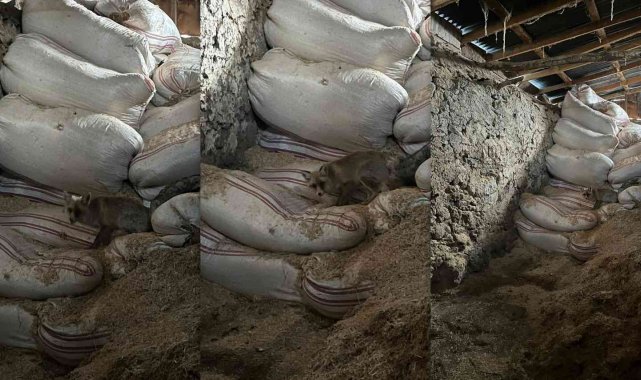 Kaz ve hindilerini yiyen tilkiyle dost oldu