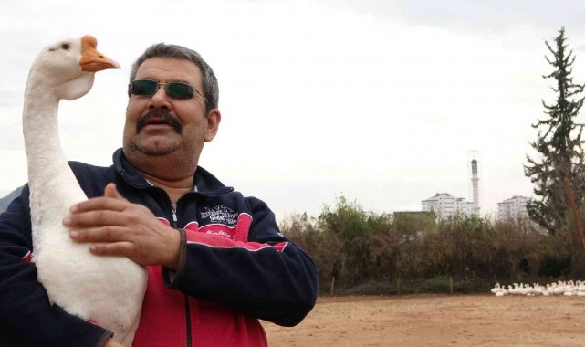 Kazın başkenti Kars'a kaz satıyor