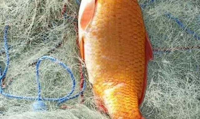 Keban Baraj Gölünde turuncu sazan ağlara takıldı