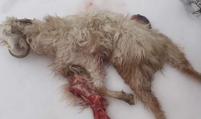 Keçi sürüsüne saldıran kurt 7 hayvanı telef etti