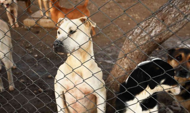 Kemer&#039;de 207 sokak hayvanı aşılandı