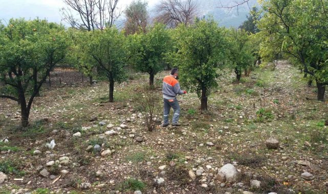 Kemer'de yeşil alanlarda gübreleme çalışması