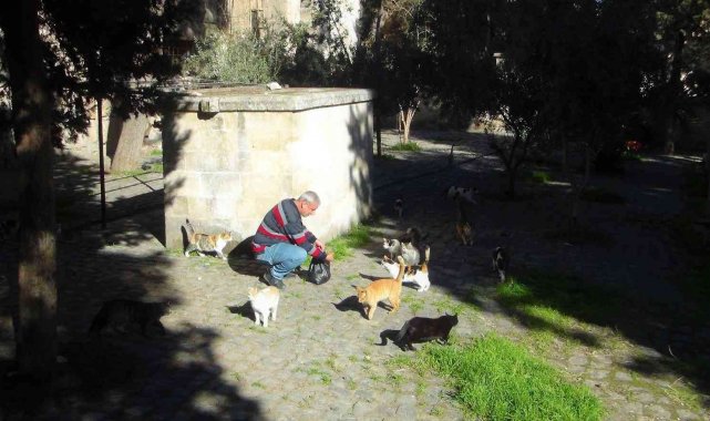 Kendi imkanlarıyla 3 yıldır sokak kedilerini besliyor