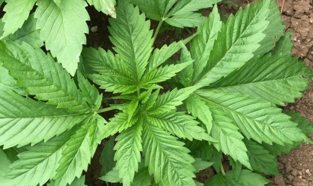 Kenevir üretim izni müracaatları başladı