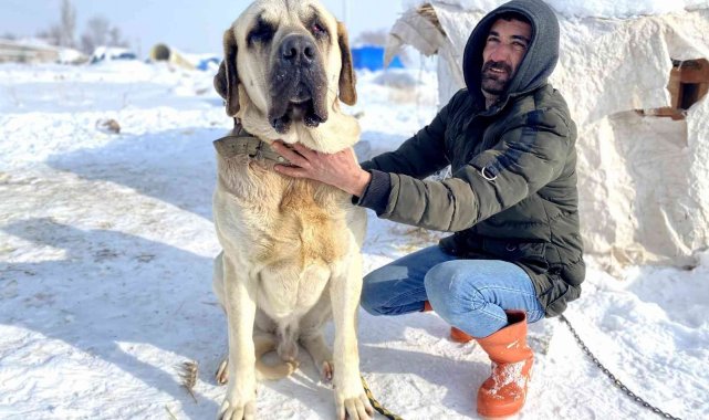 Keyfinden kar yiyen Aksaray Malaklısı soğuk havadan etkilenmiyor
