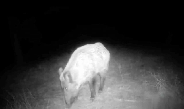 Kilis'te yaban hayatı fotokapana takıldı