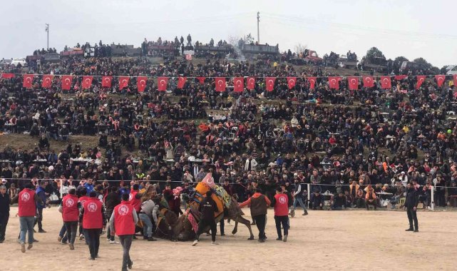 Kınık'ta 32'nci geleneksel deve güreşleri festivaline yoğun ilgi