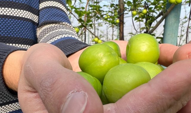 Kış ortasında Bursa'da erik hasadı...Tanesi 20 liraya satılıyor