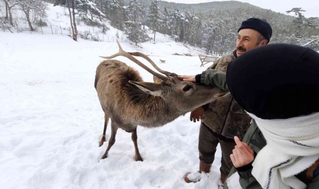 Kızıl geyikler doğa tutkunlarını çok sevdi