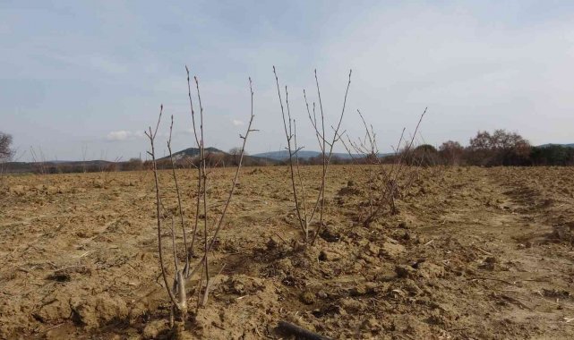 Kızılderililerin soğuk algınlığında kullandığı aronya şehitler diyarı Çanakkale'de yetişecek