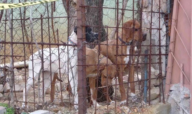 Komşuların köpek kavgasında kan aktı; 1 ağır yaralı