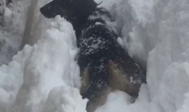 Köpeğin karla mücadelesi cep telefonu kamerasında