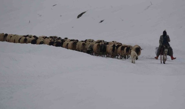 Koruma altındaki Norduz koyununun kartpostallık görüntüleri