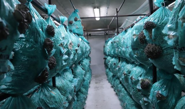 Köylü kadınlar kolları sıvadı, mantar üretmeye başladı