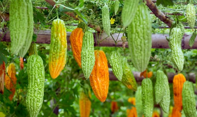 Kudret narında Türkiye üretim üssü olacak