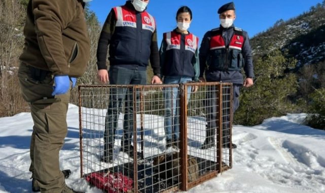 Kümesteki 20 tavuğu telef eden yaban kedisi doğaya salındı