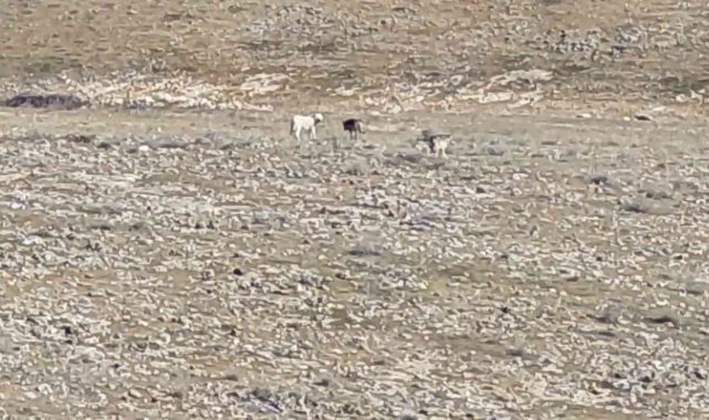 Kurt sürüsünün içerisinde çoban köpeklerini görenler şaşırdı