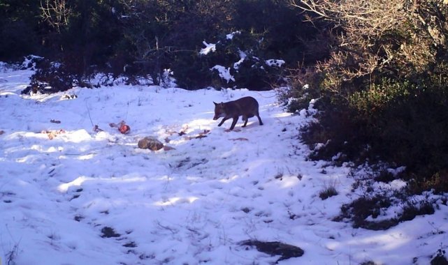 Kurtlara bırakılan etler karga ve çakallara yem oldu