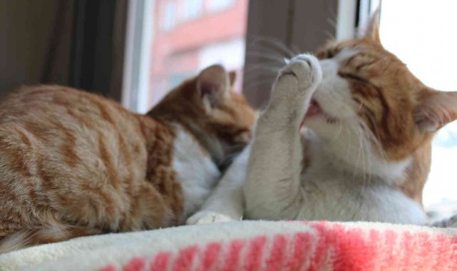 Kuru temizleme dükkanı kedilere yuva oldu