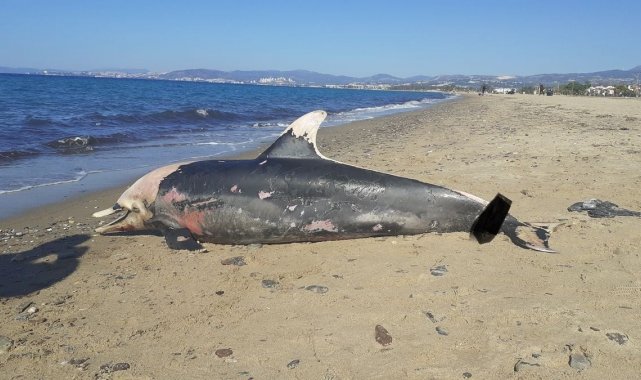 Kuşadası sahilinde nadir görülen deniz canlıları ölü olarak bulundu