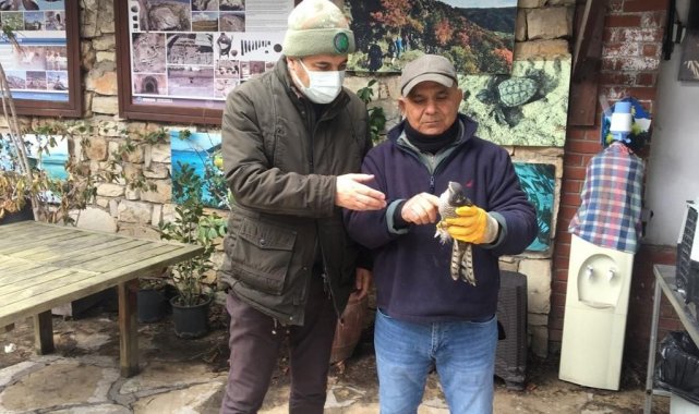 Kuşadası'nda yaralı atmaca ve porsuk tedavi altına alındı