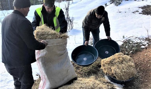 Kütahya Orman Bölge Müdürlüğü'nden yaban hayvanlarına yem desteği