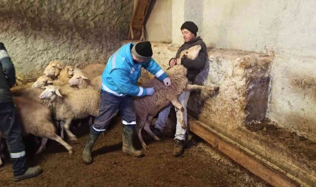 Kütahya'da anaç koyun keçi tespit ve aşılama çalışmaları