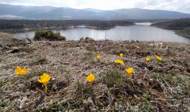 Kütahya'da çiğdemler çiçek açtı
