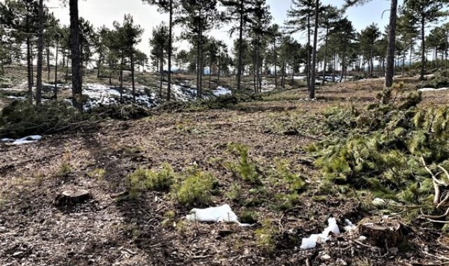 Kütahya'da ormanlara silvikültürel müdahaleler