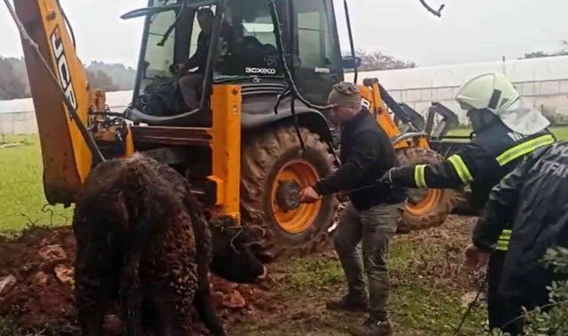 Lağım çukuruna düşen dana kurtarıldı