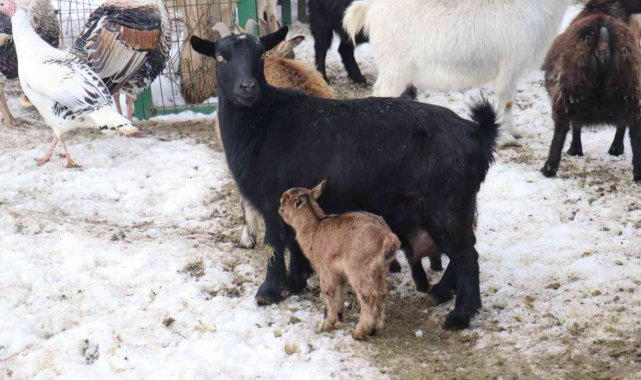 Malatya Hayvanat Bahçesi'nin üye sayısı artıyor