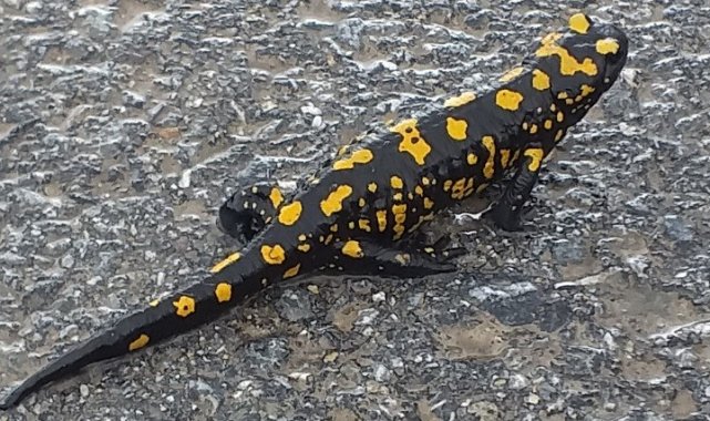 Malatya'da nesli tükenmekte olan semender görüntülendi