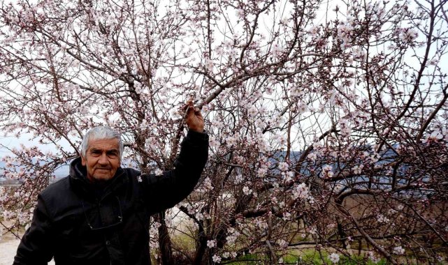 Manisa'ya erken gelen bahar üzüm üreticilerini endişelendirdi