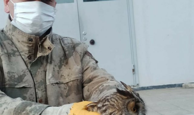 Mardin'de jandarmanın bulduğu yaralı baykuş koruma altına alındı