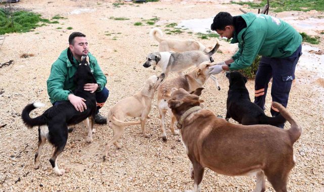 Mersin Büyükşehir Belediyesi gönüllü hayvanseverlerle ele ele
