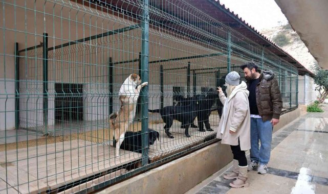 Mersin'de ocak ayında 29 köpek yeni yuvalarına kavuştu