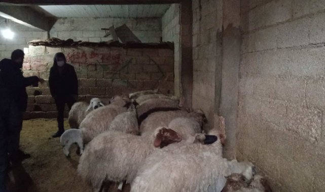 Mersin'den çalınan koyunlar, Şanlıurfa'da bulundu