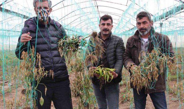 Mersin&#039;i zirai don vurdu, seralarda ürün kalmadı