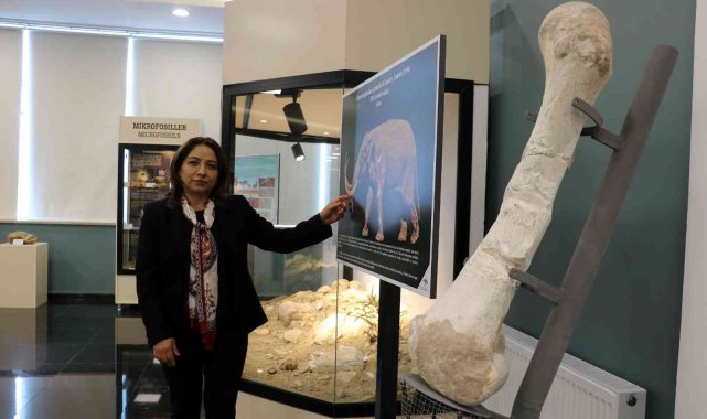 Milyonlarca yıl önce Sivas, Afrika savanlarına benziyordu