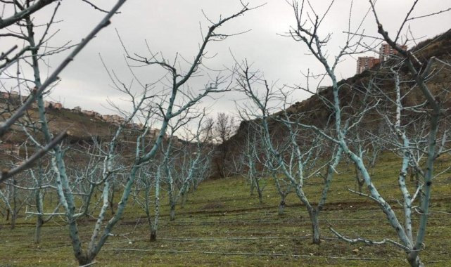 Müdür Sağlam&#039;dan uyarı: &quot;Bordo bulamacı uygulama zamanını kaçırmayalım&quot;
