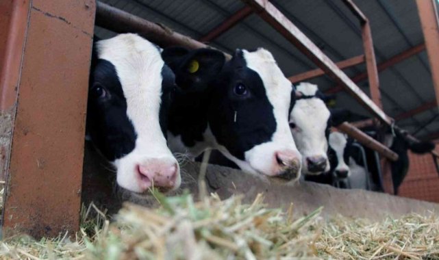 Muğla'da küçükbaş hayvan azaldı, büyükbaş arttı