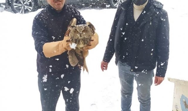 Muş&#039;ta yaralı Puhular tedavi altına alındı