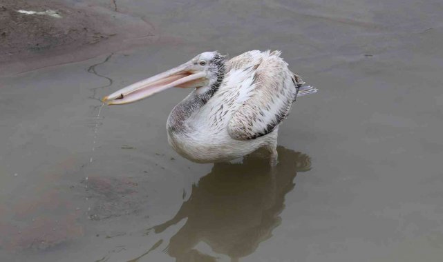 Nadir görülen tepeli pelikan, Alaplı Çayında görüntülendi
