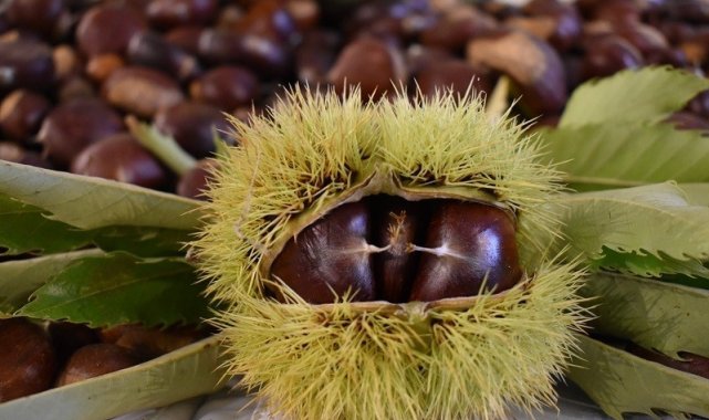 Nazilli, kestane üretiminde ilk sırada