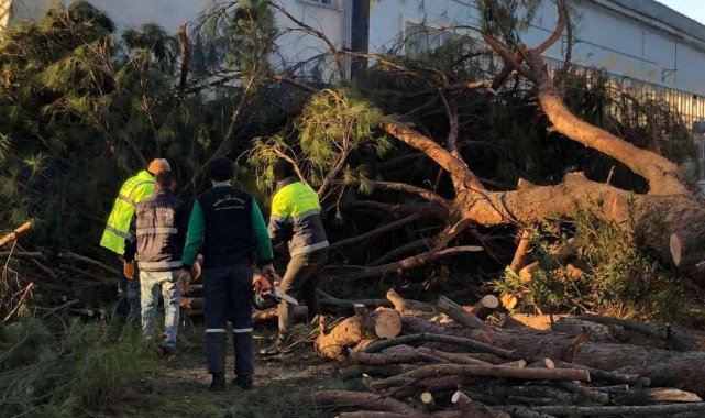 Nazilli'de budanan ağaçlar ihtiyaç sahibi ailelerin yuvalarını ısıtıyor