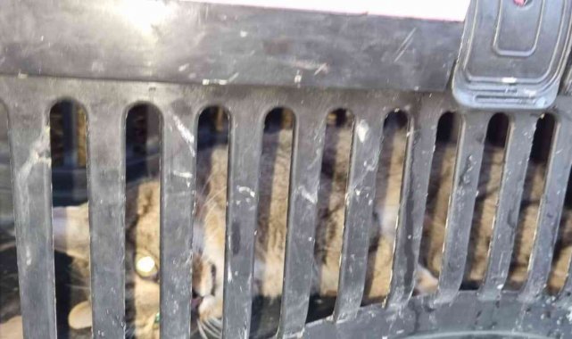 Nesli tükendi sanılan yaban kedisi Zonguldak'da görüldü