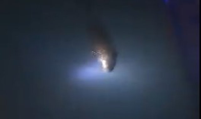 Nesli tükenen su samuru Kastamonu'da görüldü